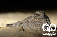 گونه شبگرد بلوچی Sykes`s Nightjar